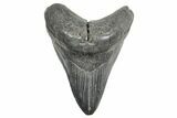 Fossil Megalodon Tooth - South Carolina #365745-1